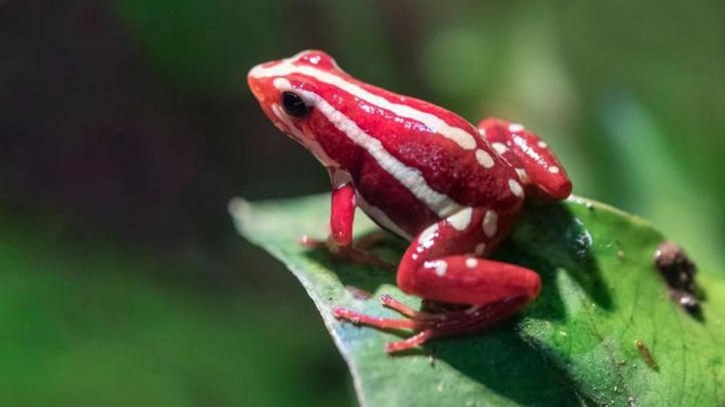 The dart frog toxin allegedly used to kill Alexei Navalny