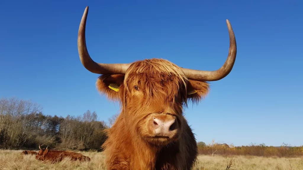 Highland cows moved over viral TikTok visitor surge